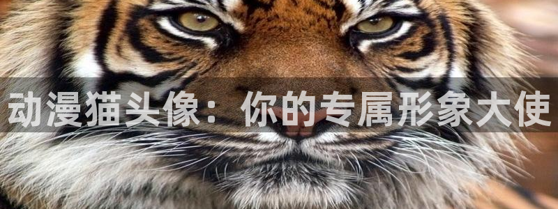 51动漫之家：动漫猫头像：你的专属形象大使